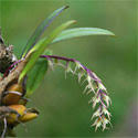 Image result for Bulbophyllum unifoliatum