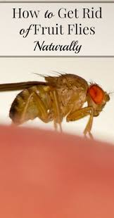 How To Get Rid Of Fruit Flies Naturally Fruit Flies Cleaning Recipes Natural Cleaning Products