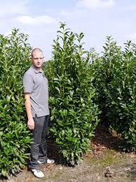 Die sträucher haben dann nur einen geringen austrieb und bilden stattdessen wurzeln aus, was ideal für die wurzelballen zum anwachsen am neuen standort ist. Empfehlung Fur Schmale Kirschlorbeer Hecke Welche Sorte Ist Geeignet Fragen Bilder Pflanz Und Pflegeanleitungen Rund Um Das Thema Gartenpflanzen