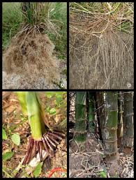 Image result for Enteropogon monostachyos