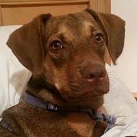 Orlando vets is a network of veterinarians and animal hospitals in orlando, fl. Pet Card Pet Adoption Dog Adoption American Staffordshire Terrier