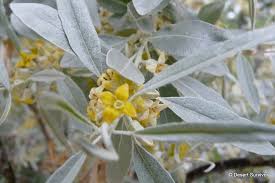 Russian Olive Elaeagnus Angustifolia Small Trees Plants Wild Olive