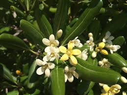 Image result for Pittosporum tobira
