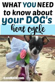 What Do I Need To Know About My Dog S Heat Cycle In 2020 Dog In Heat Dog Heat Cycle Dogs