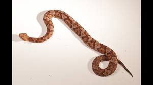 In most forms, the head is predominantly white anterior to the eyes and on the sides, otherwise it is black to brown. A Guide To Ohio S Snakes Wtol Com