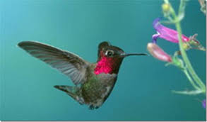 До складу суднобудівної компанії «колібрі» входить власне конструкторське. Der Kleinste Vogel Der Welt Kolibri Beschreibung Art Wo Lebt Was Frisst Foto