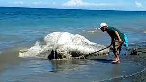 Implanted electrodes let researchers steer the animal over an obstacle course, making it twist, turn and even jump on demand. What Is A Globster Giant Sea Monster Washes Up On Philippines Beach