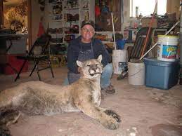 This big cat of many names is also found in many habitats, from florida swamps to canadian forests. Mountain Lion Reports In Pennsylvania Popular But Often A Hoax Monsters Of Pennsylvania Pennlive Com