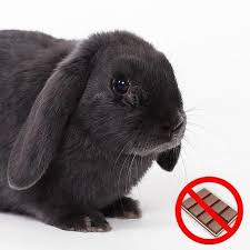 According to poisonous plants for rabbits, all parts of all of these plants are poisonous for pet rabbits. Poisonous Foods For Rabbits Full List Of Toxic Food