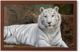 Tigre blanco es una historia absolutamente irreverente, profundamente tierna y desde luego, inolvidable. Tigre Blanco Poster Pixers We Live To Change