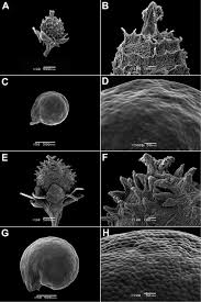 Image result for Lophiocarpus polystachyus