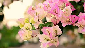 Bougainvillea is a popular tropical ornamental flower commonly used in landscaping. What To Expect In The Plant Pavilion Ornamental Plants Cgtn