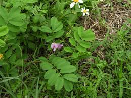 Image result for Tephrosia dasyphylla