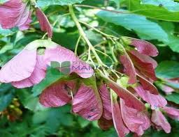 Image result for Aceraceae