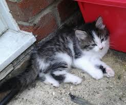 But if he is a black smoke tabby, then things will be different! Fluffy Black And White Tabby Cat Novocom Top