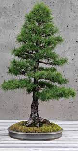 Bonsai Garden Bonsai Tree Care Small Trees Big Impact Bonsai Trees For Sale Bonsai Garden Garden Bonsai Tree