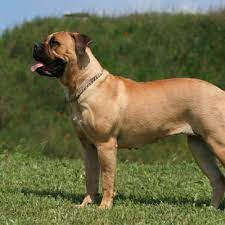 Bullmastiff Grooming, Bathing And Care | Espree