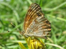 Image result for Millettia psilopetala