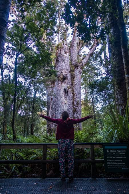 How to visit the giant Kauri Trees in Waipoua Forest responsibly - Wandering the World
