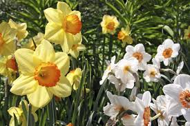 The plan was to open up a new space for some hardy perennials and possibly a wit… Daffodil Plant Facts What Are Some Different Types Of Daffodils