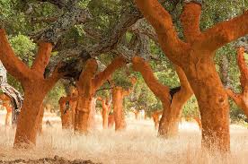 Image result for Quercus suber