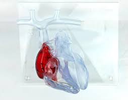Jun 01, 2020 · implantable cardioverter defibrillator: Cd Model Br Heart Model For Implantable Cardioverter Defibrillator Humanx Gmbh