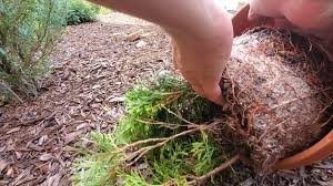 Image result for cuttings thujas