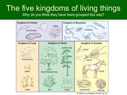 living things classification