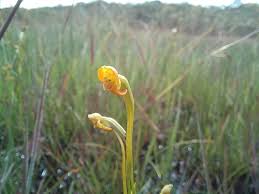 Image result for Platycoryne pervillei