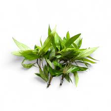 Image result for Hygrophila uliginosa