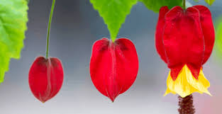 Mixed into the irrigation water, the valuable. Acid Loving Houseplants Facts Photos Tips Plantophiles