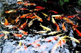 Jual ikan cupang koi tanco sepasang cupang koi tanco spair cupang murah jakarta barat x deres betta store tokopedia from ecs7.tokopedia.net. Jual Ikan Koi Blitar Murah 082142883788 Pohon Rindang