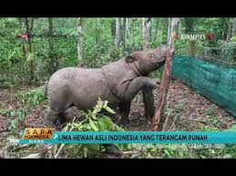 5 Hewan Asli Indonesia Yang Terancam Punah Youtube