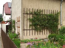 Ein starker rückschnitt ist im winter möglich. Clematis Orientalis Golden Tiara 12 80 Euro Info U Bildbeispiele