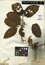 Image result for Vangueria sp.