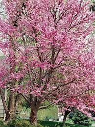 18 Small Trees That Will Add Tons Of Color To Your Landscape Redbud Tree Small Trees Ornamental Trees