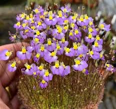 Image result for Utricularia scandens