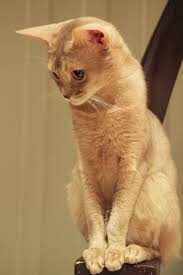 You have made the right choice — abyssinian kittens, presented in this section of the site, are ready to move. Pin Pa Abyssinian Cat