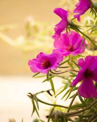 Pin On Beautiful Flowers Wallpapers