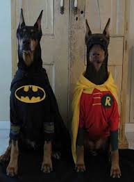 Too Dynamic A Duo Deguisement Chien Humour Animaux Chiens Doberman