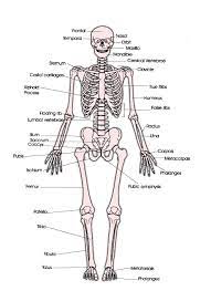 Skeletal System Labeled Diagrams Human Skeleton The Skeletal System Includes All Of The Bone Human Skeletal System Skeletal System Anatomy Skeletal System