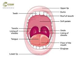 Image result for gum cancer symptoms