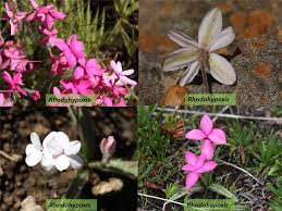 Image result for Hypoxidaceae