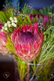Watch a clip from citytv's cityline, featuring valentine's gift ideas by the little bloom box! Protea Flower South African Flora Stock Photo Picture And Royalty Free Image Image 108064706