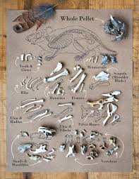 owl pellet chart natalya zahn illustrator