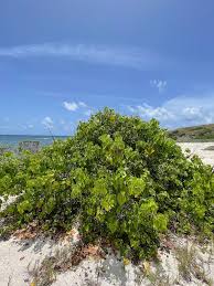 Image result for Thespesia populneoides