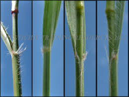 Image result for Eragrostis echinochloidea