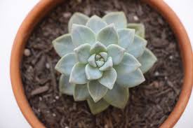 Image result for Senecio pachyrhizus