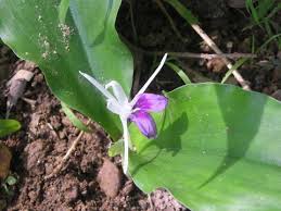 Image result for Kaempferia