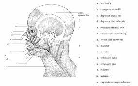 Try and work out where these muscles are on your own body. Facial Muscles Diagram Blank Sketch Coloring Page Muscle Diagram Human Muscle Anatomy Human Anatomy Chart